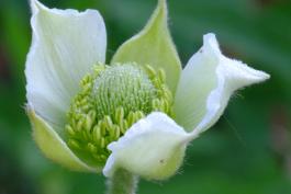 A flower with five greenish-white petals around a green thimble-shaped center. 