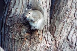 Gray squirrel in tree in a St. Peters backyard