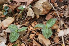 Early Growth Trillium