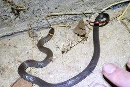 Small Prairie Ring-Necked Snake. Fingers in photo give an idea of size, about 8 inches. 