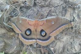 Polyphemus moth showing blue-and-yellow eyespots and antennae