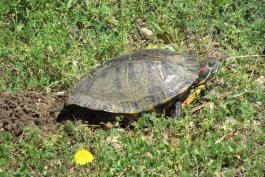 Red-eared slider laying eggs in Camden County