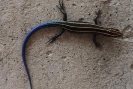 juvenile skink with bright blue tail 