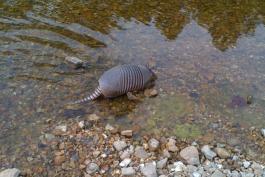 Armadillo wading in a clear, rocky stream at Indian Creek in Lake Ozark