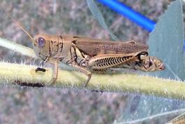 Grasshopper on a branch. It has violet eyes.