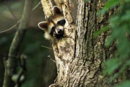 Raccoon peeking out of a tree stump