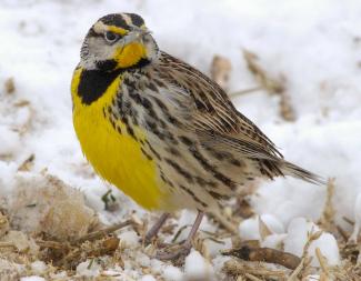 Photo of an eastern meadowlark on snowy ground, showing underparts.