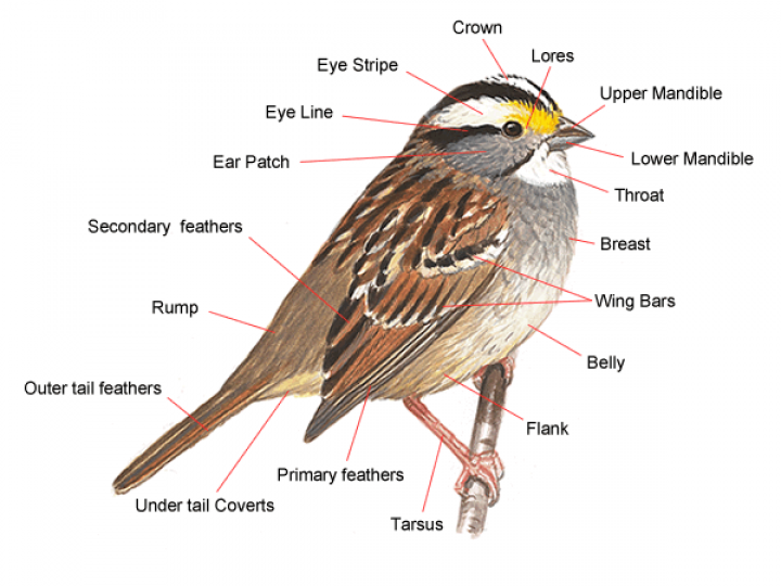 Illustration of common bird anatomy features