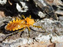 Orange assassin bug walking on tree bark at Mint Spring