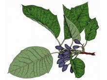 Illustration of water tupelo, or tupelo gum, leaves and fruit