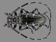 Asian longhorned beetle male, specimen