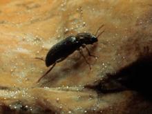 Adult riffle beetle walking on a rock under water