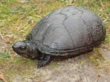 Mississippi mud turtle resting on damp stream bank