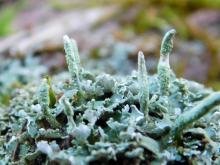 Common powderhorn lichen (Cladonia coniocraea) at Painted Rock CA