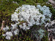 Pale gray cluster of gray reindeer lichen growing in a patch of moss