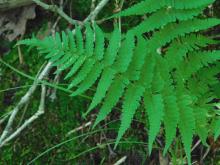 Marginal shield fern fronds, showing outer tips