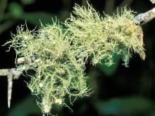 Beard lichen (Usnea lichen) on a branch