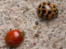 Two Asian lady beetles, one orange with several black spots, the other red with no spots