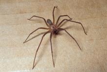 Closeup of brown recluse spider on floor.