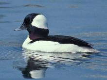 Photo of a male bufflehead duck floating on water
