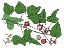 Illustration of Carolina moonseed leaves, flowers, fruits