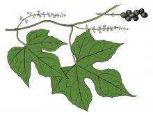 Illustration of cupseed leaves, flowers, fruits