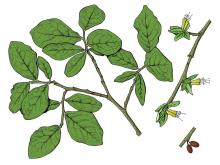 Illustration of eastern leatherwood leaves, flowers, fruits
