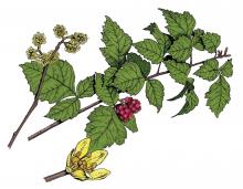 Illustration of fragrant sumac leaves, flowers, fruits.