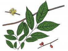 Illustration of pondberry leaves, flowers, fruits.