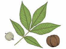 Illustration of shagbark hickory leaf and fruits.