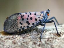 Adult spotted lanternfly resting on bark, viewed from side