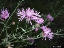spotted knapweed