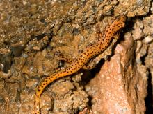Image of a cave salamander