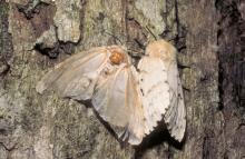 Image of a gypsy moth