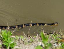 Image of a broad-banded watersnake