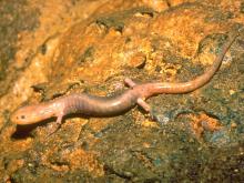 Image of a grotto salamander