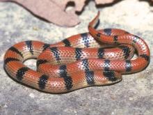 Image of a variable groundsnake