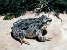Image of an illinois chorus frog