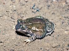 Image of a plains spadefoot