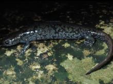 Photo of a small-mouthed salamander.