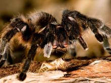 Photo of a Texas brown tarantula