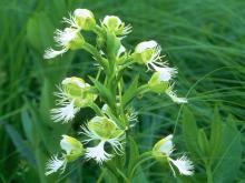 Photo of a western prairie fringed orchid plant with flowers