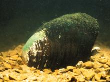 elephantear mussel half-buried in a gravel substrate