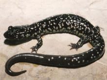 Photo of a western slimy salamander