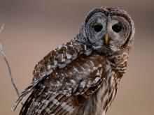 Image of barred owl