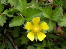 Photo of Indian strawberry plant with flower