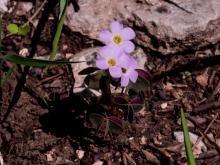Photo of violet wood sorrel plant with flowers