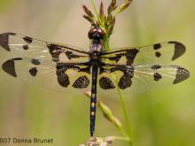Photo of a male Banded Pennant dragonfly