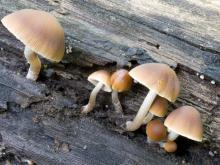 a row of little brown, umbrella-shaped mushrooms along a decaying log