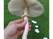 hand holding white, umbrella-shaped mushroom